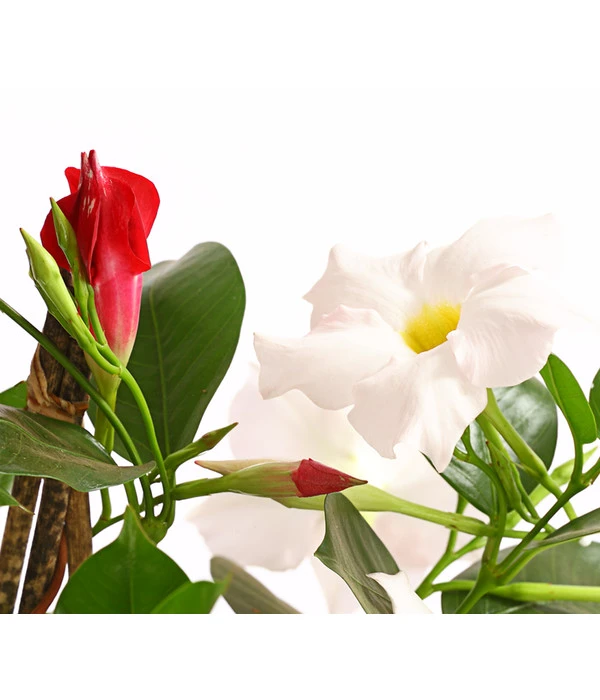 Dipladenien-Duo, Pyramide 6 Dipladenien-Duo, Pyramide – Bild 4