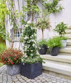 Jasminblütiger Nachtschatten, Stämmchen -Gartenbedarf Verkäufe 2024 8586083 WE MO 001 DipladeniaFuchsie