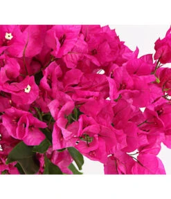 Drillingsblume 'Vera', Spalier -Gartenbedarf Verkäufe 2024 8586109 PR DE 001 BougainvilleaVeraBougainvilleSpalierT21DehnerExpressHerzig