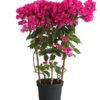 Drillingsblume 'Vera', Spalier 1 Drillingsblume 'Vera', Spalier -Gartenbedarf Verkäufe 2024 8586109 PR FS 001 BougainvilleaVeraBougainvilleSpalierT21DehnerExpressHerzig
