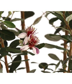 Brasilianische Guave -Gartenbedarf Verkäufe 2024 8586158 WE DE 001 FeijoaSellowianaAccaSellowiana