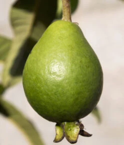 Brasilianische Guave -Gartenbedarf Verkäufe 2024 8586158 WE DE 002 BrasilianischeGuaveFrucht