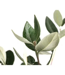 Brasilianische Guave -Gartenbedarf Verkäufe 2024 8586158 WE DE 002 FeijoaSelowianaBuschT24BrasilianischeGuave