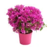 Drillingsblume, Busch -Gartenbedarf Verkäufe 2024 8586836 PR FS 001 BougainvilleaBuschT14OWDehnerExpressHerzig