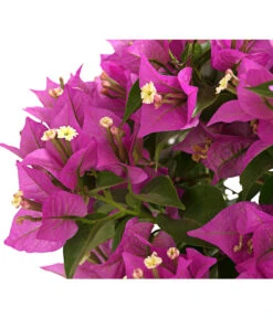 Drillingsblume, Ministamm -Gartenbedarf Verkäufe 2024 8586844 WE DE 001 BougainvilleaMinistammT18DrillingsblumeDehnerExpressHerzig
