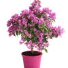 Drillingsblume, Ministamm -Gartenbedarf Verkäufe 2024 8586844 WE FS 001 BougainvilleaMinistammT18DrillingsblumeDehnerExpressHerzig