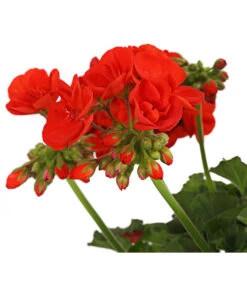 Geranie, Stämmchen, Verschiedene Farben -Gartenbedarf Verkäufe 2024 8587818 PR DE 001 PelargoniumStammT17DehnerExpressHerzig