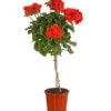 Geranie, Stämmchen, Verschiedene Farben 1 Geranie, Stämmchen, Verschiedene Farben -Gartenbedarf Verkäufe 2024 8587818 PR FS 001 PelargoniumStammT17DehnerExpressHerzig