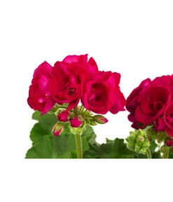 Geranie, Stämmchen, Verschiedene Farben -Gartenbedarf Verkäufe 2024 8587818 WE DE 001 GeraniePelargoniumStammMixT17
