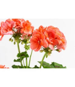 Geranie, Stämmchen, Verschiedene Farben -Gartenbedarf Verkäufe 2024 8587818 WE DE 002 GeraniePelargoniumStammMixT17