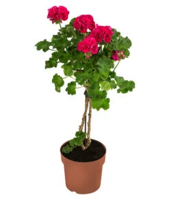 Geranie, Stämmchen, Verschiedene Farben -Gartenbedarf Verkäufe 2024 8587818 WE FS 001 GeraniePelargoniumStammMixT17