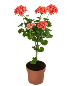 Geranie, Stämmchen, Verschiedene Farben -Gartenbedarf Verkäufe 2024 8587818 WE FS 002 GeraniePelargoniumStammMixT17