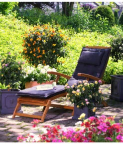 Wandelröschen, Busch -Gartenbedarf Verkäufe 2024 8588204 WE MO 001 WandelroeschenLantaneLantanaOrangeKuebelpflanzenBlumenparkKatalog2016Herzig