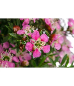 Südseemyrte, Stämmchen 5 Südseemyrte, Stämmchen -Gartenbedarf Verkäufe 2024 8588261 WE DE 001 LeptospermumSunshineStammT18