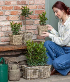 Echter Lorbeer, Stämmchen -Gartenbedarf Verkäufe 2024 8589046 WE MO 001 Lorbeer
