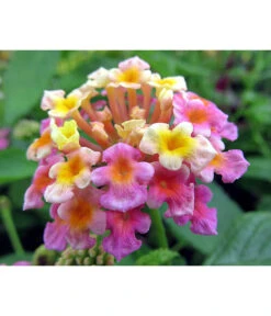 Wandelröschen, Busch -Gartenbedarf Verkäufe 2024 8589392 WE DE LantanaLilaPixabay