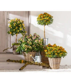 Wandelröschen, Busch -Gartenbedarf Verkäufe 2024 8589392 WE MO 001 Lantanen