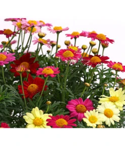 Margeriten-Trio 5 Margeriten-Trio -Gartenbedarf Verkäufe 2024 8589590 WE DE 001 MargeriteArgyranthemumBuschTrioT18DehnerExpressHerzig