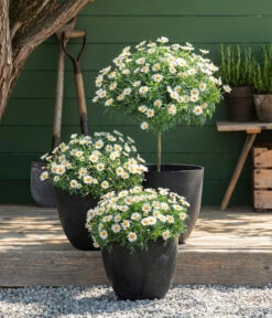 Margerite, Stämmchen, Weiß -Gartenbedarf Verkäufe 2024 8589616 8596280 WE MO 001 Margeriten