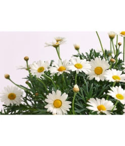 Margerite, Stämmchen, Weiß -Gartenbedarf Verkäufe 2024 8589616 WE DE 001 MargeriteArgyranthemumStammWeissT18DehnerExpressHerzig
