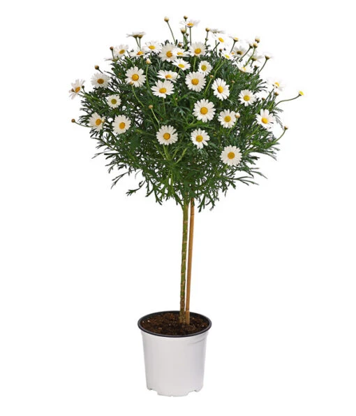 Margerite, Stämmchen, Weiß -Gartenbedarf Verkäufe 2024 8589616 WE FS 001 MargeriteArgyranthemumStammWeissT18DehnerExpressHerzig