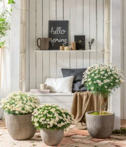 Margerite, Stämmchen, Weiß -Gartenbedarf Verkäufe 2024 8589616 WE MO 001 MargeriteBuschStammT18WeissGC042021