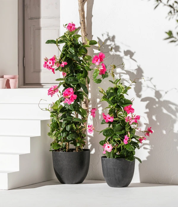 Dipladenie, Pyramide, Rosa 4 Dipladenie, Pyramide, Rosa – Bild 2