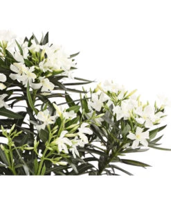 XXL Oleander, Verschiedene Sorten, Ca. 130-150 Cm -Gartenbedarf Verkäufe 2024 8590465 WE DE 001 OleanderBuschT20WeissDehnerExpressHerzig