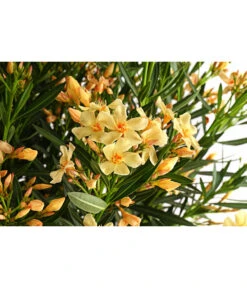 Oleander, Solitärbusch, Verschiedene Sorten -Gartenbedarf Verkäufe 2024 8590549 WE DE 001 NeriumOleanderOleanderBuschGelbT40