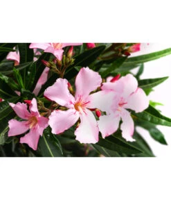 Oleander, Solitärbusch, Verschiedene Sorten -Gartenbedarf Verkäufe 2024 8590549 WE DE 001 OleanderBuschMixRosaT40