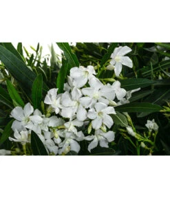 Oleander, Solitärbusch, Verschiedene Sorten -Gartenbedarf Verkäufe 2024 8590549 WE DE 001 OleanderBuschMixWeissT40