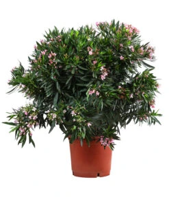 Oleander, Solitärbusch, Verschiedene Sorten -Gartenbedarf Verkäufe 2024 8590549 WE FS 001 OleanderBuschMixRosaT40