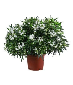 Oleander, Solitärbusch, Verschiedene Sorten -Gartenbedarf Verkäufe 2024 8590549 WE FS 002 OleanderBuschMixWeissT40