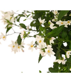 Jasminblütiger Nachtschatten, Stämmchen -Gartenbedarf Verkäufe 2024 8591703 WE DE 001 SolamumJasminoidesStammT20DehnerExpressHerzig