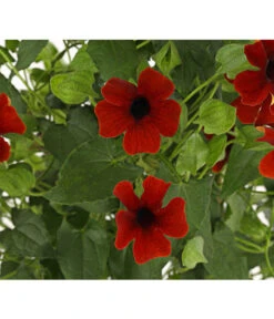 Schwarzäugige Susanne, Pyramide -Gartenbedarf Verkäufe 2024 8591950 PR DE 001 ThunbergiaPyramideT17DehnerExpressHerzig