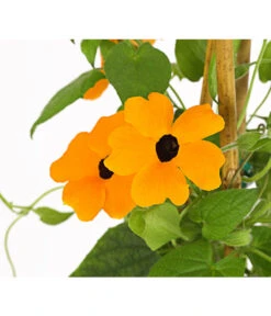 Schwarzäugige Susanne, Pyramide -Gartenbedarf Verkäufe 2024 8591950 PR DE 003 ThunbergiaPyramideT17DehnerExpressHerzig