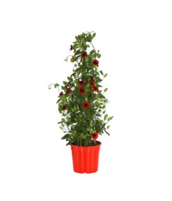 Schwarzäugige Susanne, Pyramide -Gartenbedarf Verkäufe 2024 8591950 PR FS 001 ThunbergiaPyramideT17DehnerExpressHerzig