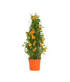 Schwarzäugige Susanne, Pyramide -Gartenbedarf Verkäufe 2024 8591950 PR FS 003 ThunbergiaPyramideT17DehnerExpressHerzig