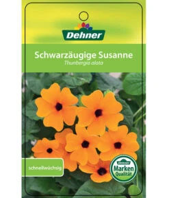 Schwarzäugige Susanne, Pyramide -Gartenbedarf Verkäufe 2024 8591950 SchwarzaeugigeSusanne Etikett 1