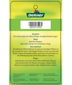 Schwarzäugige Susanne, Pyramide -Gartenbedarf Verkäufe 2024 8591950 SchwarzaeugigeSusanne Etikett 2