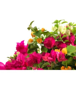 Drillingsblumen-Trio, Stämmchen -Gartenbedarf Verkäufe 2024 8593733 WE DE 001 BougainvilleaTwinStammT25