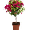 Drillingsblumen-Trio, Stämmchen 1 Drillingsblumen-Trio, Stämmchen -Gartenbedarf Verkäufe 2024 8593733 WE FS 001 BougainvilleaTwinStammT25
