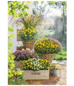 Herbst-Chrysantheme Mit Ziergras 17 Herbst-Chrysantheme Mit Ziergras -Gartenbedarf Verkäufe 2024 8593964 PR MO 001 Chrysanthemen Multiflora 8594269 ChrysanthemePennisetum 8603177 ChrysanthemeMultiflora KastenMono UweSauer