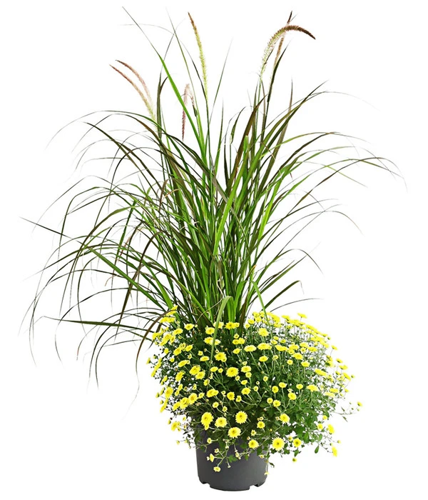 Herbst-Chrysantheme Mit Ziergras 3 Herbst-Chrysantheme Mit Ziergras