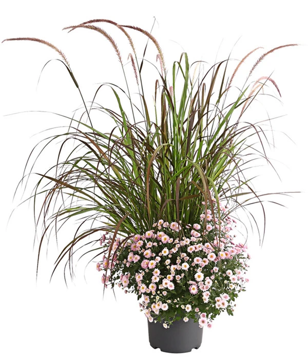 Herbst-Chrysantheme Mit Ziergras 4 Herbst-Chrysantheme Mit Ziergras – Bild 2