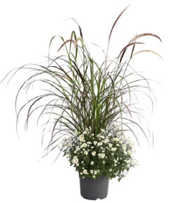 Herbst-Chrysantheme Mit Ziergras 12 Herbst-Chrysantheme Mit Ziergras -Gartenbedarf Verkäufe 2024 8594269 PR FS 003 ChrysanthemumMultifloraMitPennisetumRubrumT25OWDehnerExpressHerzig