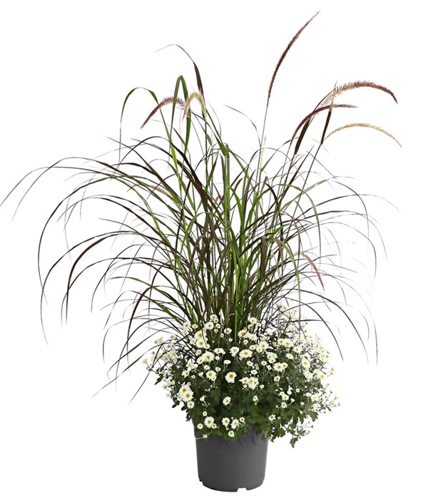 Herbst-Chrysantheme Mit Ziergras 5 Herbst-Chrysantheme Mit Ziergras – Bild 3