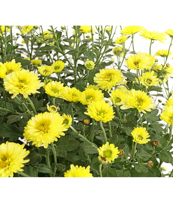 Herbst-Chrysantheme Mit Ziergras 6 Herbst-Chrysantheme Mit Ziergras – Bild 4