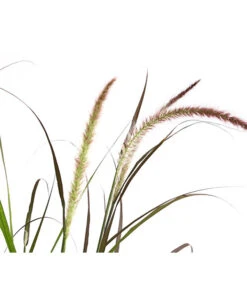 Herbst-Chrysantheme Mit Ziergras 16 Herbst-Chrysantheme Mit Ziergras -Gartenbedarf Verkäufe 2024 8594269 WE DE 004 ChrysanthemumMultifloraMitPennisetumRubrum25DehnerExpressHerzig