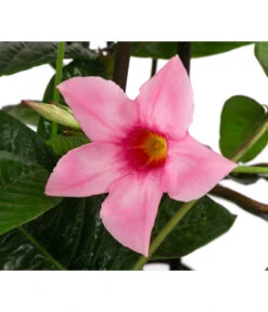 Dipladenie, Pyramide, Rosa 9 Dipladenie, Pyramide, Rosa -Gartenbedarf Verkäufe 2024 8594434 WE DE 001 MandevillaPyramidePinkT17